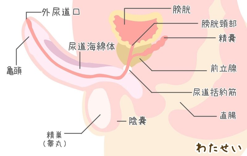 男性器の仕組みを知ろう 勃起と射精のメカニズムとは 医師監修 本当に知りたい性実践 私たちの性教育 Note