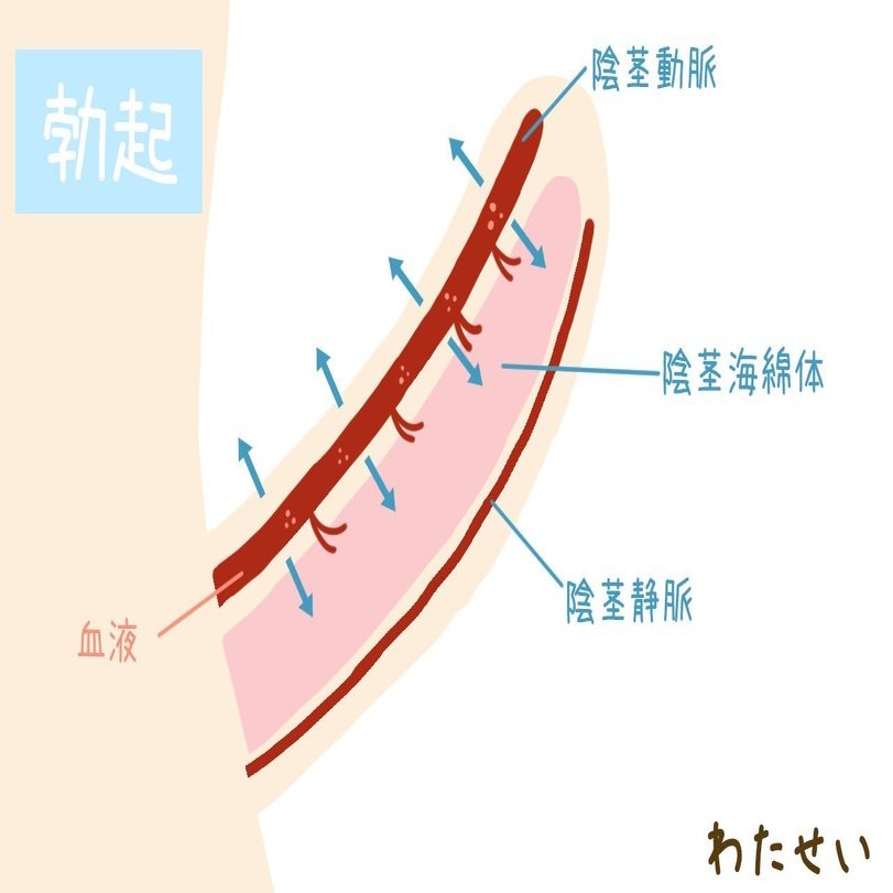 男性器の仕組みを知ろう 勃起と射精のメカニズムとは 医師監修 本当に知りたい性実践 私たちの性教育 Note