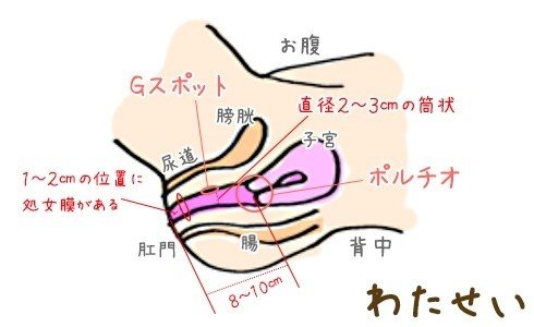 膣の構造