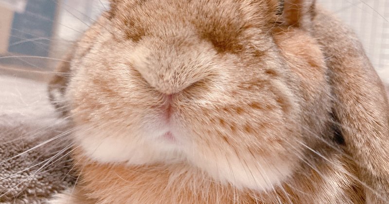 日記 うさぎのお顔の形は正面から撮るとお尻に見えなくもない ふくだりょうこ Note 日記 うさぎのお顔の形は正面から撮るとお尻に見えなくもない ふくだりょうこ Note