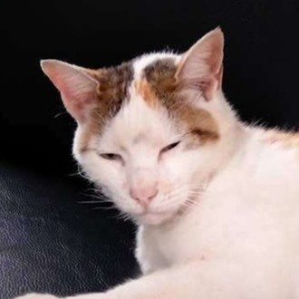 のんびりきよし