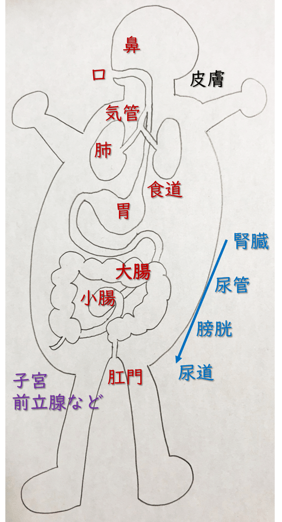 内胚葉と外胚葉