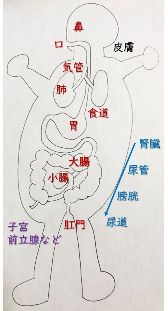 内胚葉と外胚葉