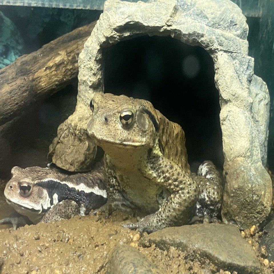 越前松島水族館でたくさんのカエルに会う｜Noriaki Kawanishi
