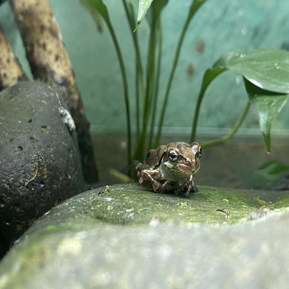越前松島水族館でたくさんのカエルに会う｜Noriaki Kawanishi