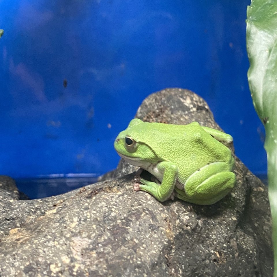 越前松島水族館でたくさんのカエルに会う｜Noriaki Kawanishi
