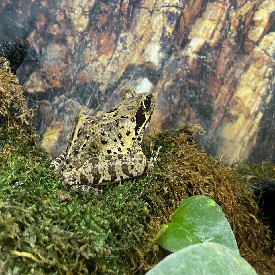 越前松島水族館でたくさんのカエルに会う｜Noriaki Kawanishi