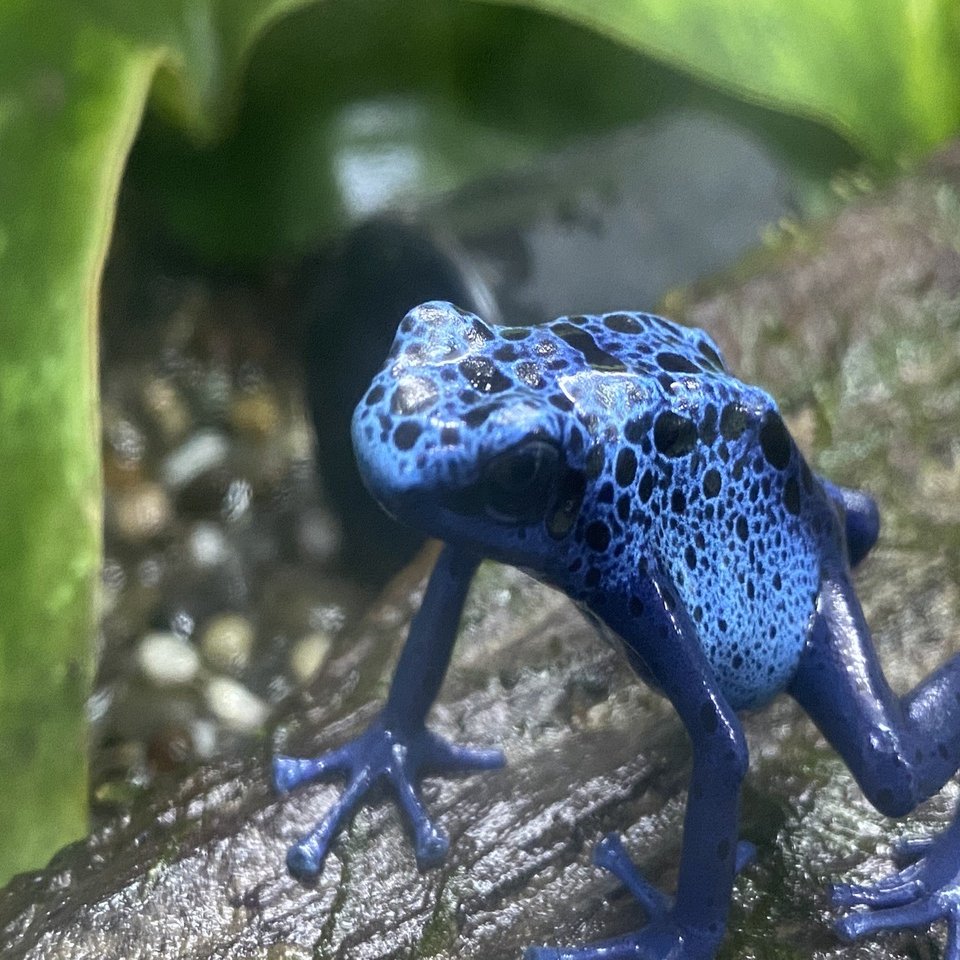 越前松島水族館でたくさんのカエルに会う｜Noriaki Kawanishi