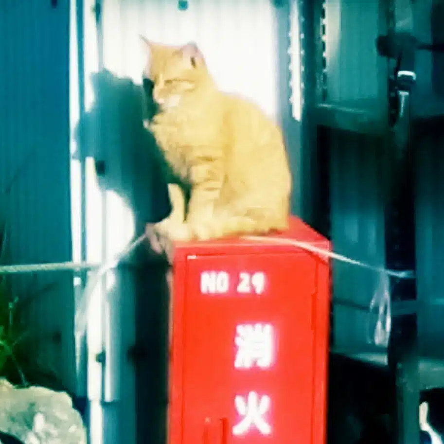 高野優