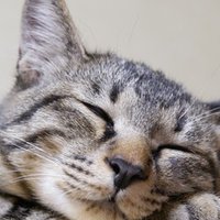 猫のブロードラインはamazon 楽天で買える ミカリン Note