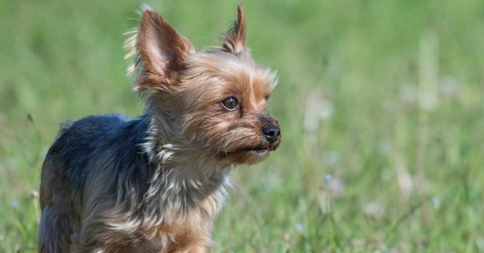 フロリネフ錠 犬用の通販 個人輸入 最安値をご解説 小日向 裕子 Note