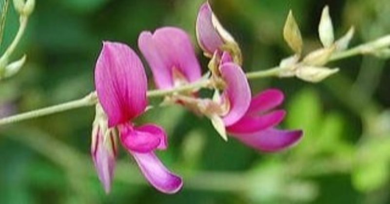 １０月１日誕生花 熊谷珠樹 Tamaki Art Floral Note
