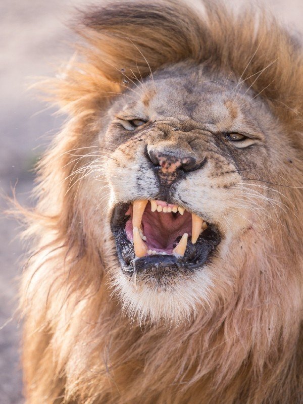 牙を剝くライオン