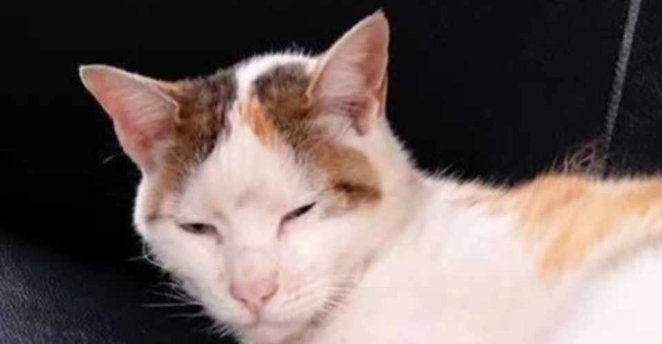 のらこは ねこの名前 のんびりきよし Note