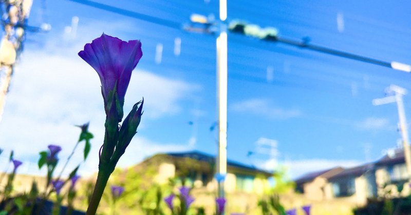 道端に咲く 名もなき花 充紀 Note 道端に咲く 名もなき花 充紀 Note