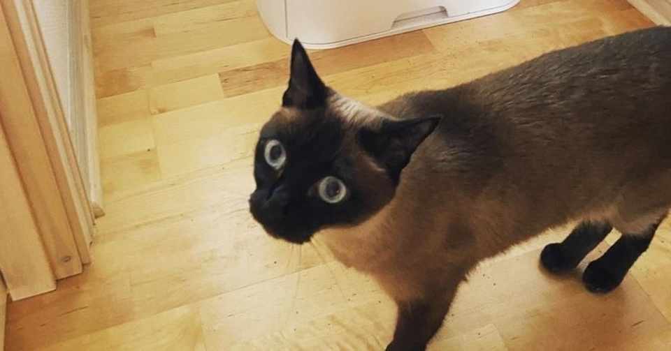 猫のトイレを全自動ロボットトイレにしてみたらとても快適 Lavvie Bot S イセオサム Note