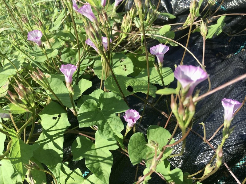 道端に咲く 名もなき花 充紀 Note 道端に咲く 名もなき花 充紀 Note