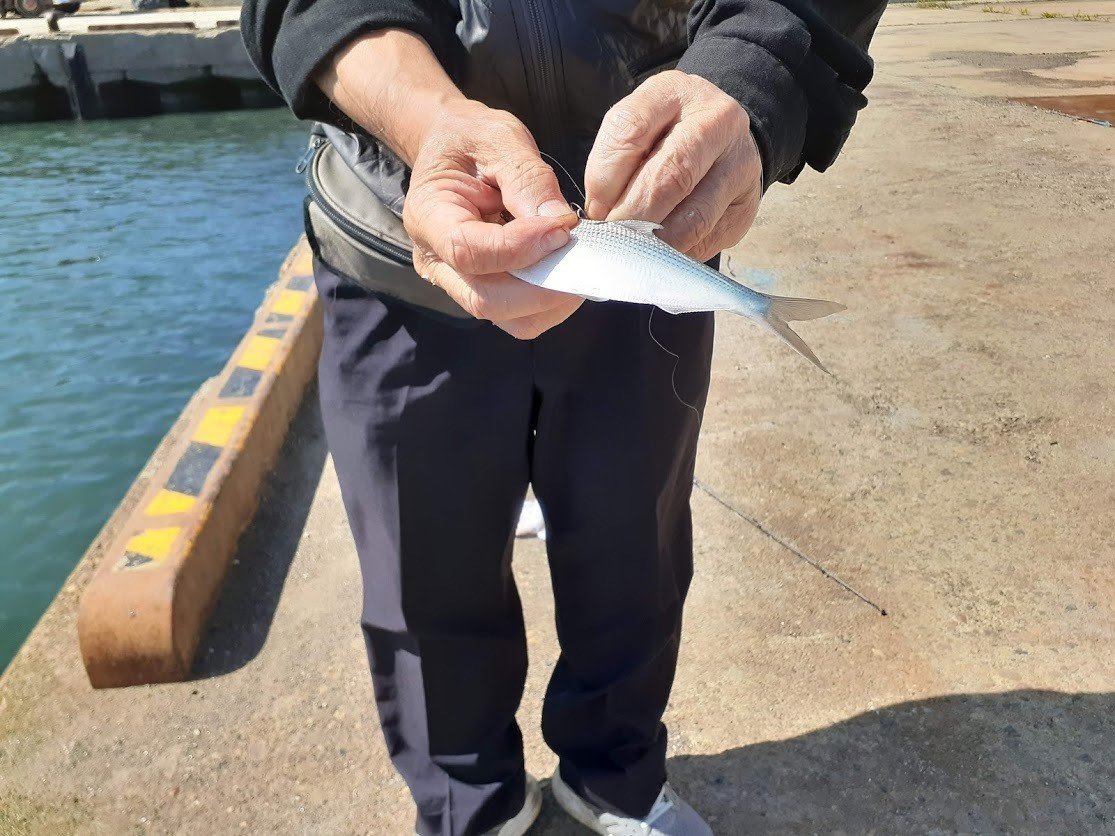昨日は三浦半島へ釣りに行く予定が強風で中止 急遽 茨城に物件を下見して大洗港で釣りを 地元の方が サッパ って呼んでいた魚を30匹ほど釣り 夕飯に サッパの唐揚げとカサゴだっけ の天ぷらを美味しく頂 はた坊 Note