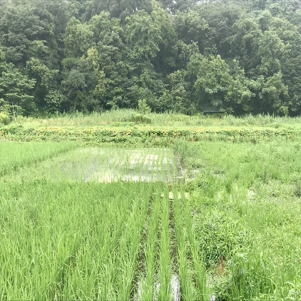 田植え の 時期