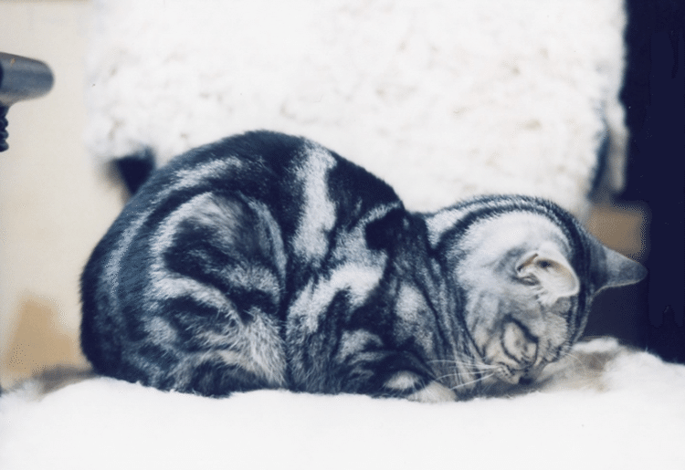 巷で、よく「ごめん寝」と言われる格好。猫が眠る時のポーズで、珍しくはない。