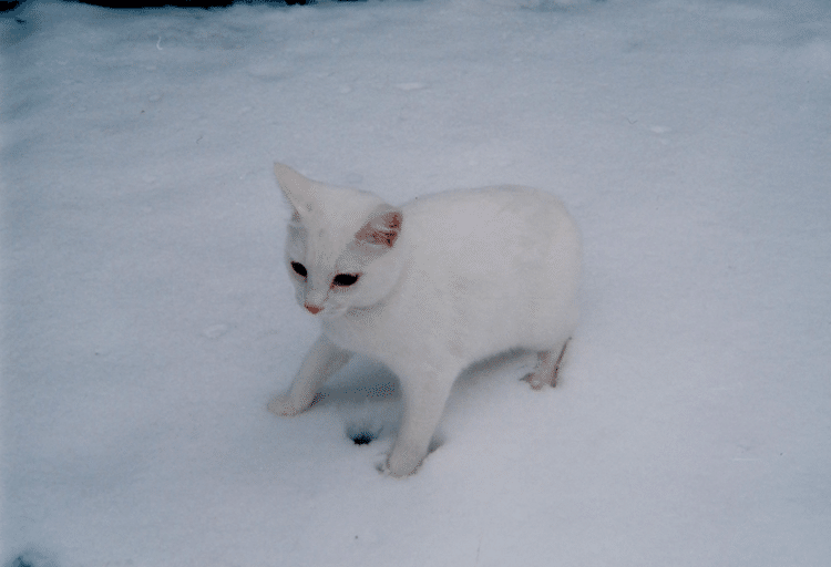 日本列島の一部地域では、大変な雪に見舞われている。こちらは、古い古い雪の日の写真。踏切りに落ちていた猫クッキーが初めて見る雪。ベランダに連れて行き、雪の上に置くと、何のことだか分からなくて、茫然としていた。雪が降ってはしゃぐのは、人間だけだった。ごめんね、クッキー。＃雪　＃初めて見る雪