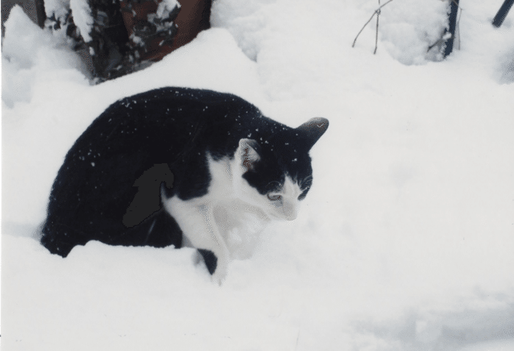 1994年、もしかしたら、1993年。かなりの雪が降り、猫にも雪というものを見せてやりたいと思って、ベランダに。ポン太は白黒猫なので、とても雪が似合った。あれから四分の一世紀。