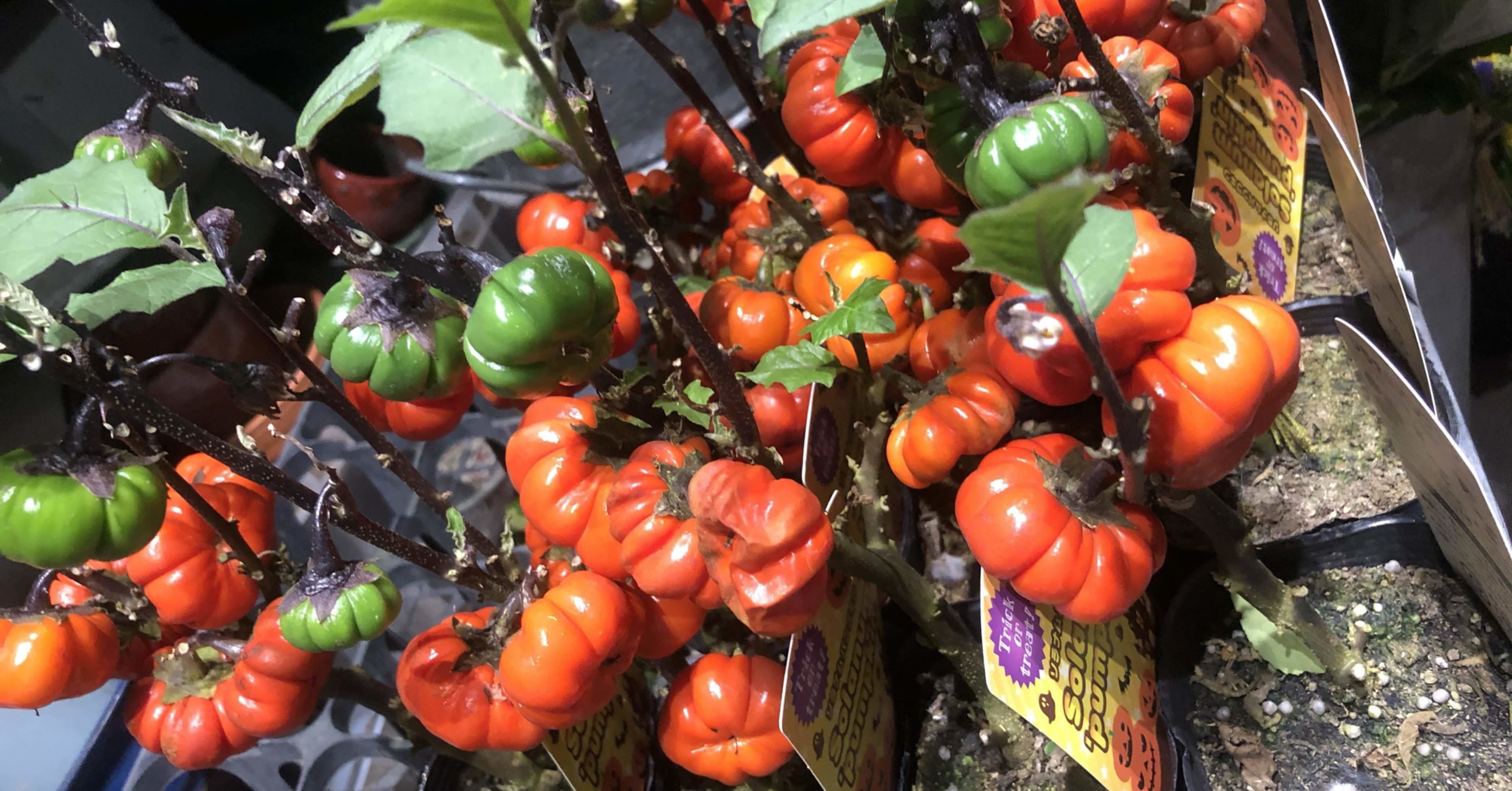 ソラナムパンプキン Matsunaga Nana Note ソラナムパンプキン Matsunaga Nana Note