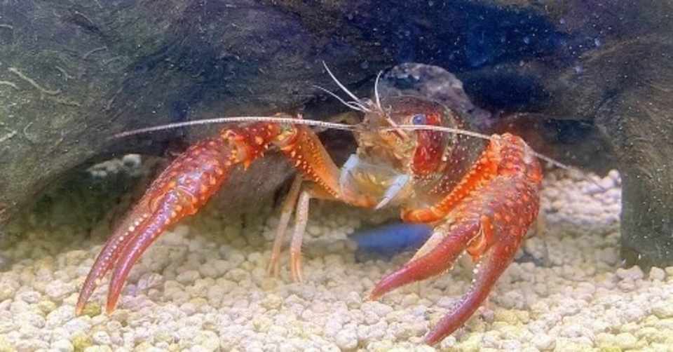 ザリガニ釣りがきっかけで釣りキチに 釣り好き しげ Note