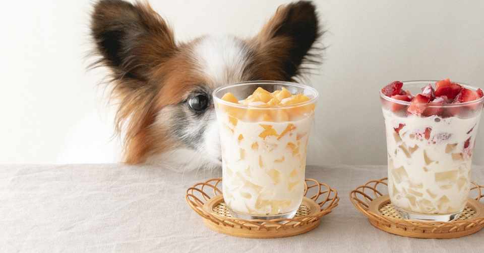 水ゼリーと冷凍フルーツのタピオカ風ドリンク 手作り犬おやつレシピ いちかわあやこ 犬ごはん先生 Note