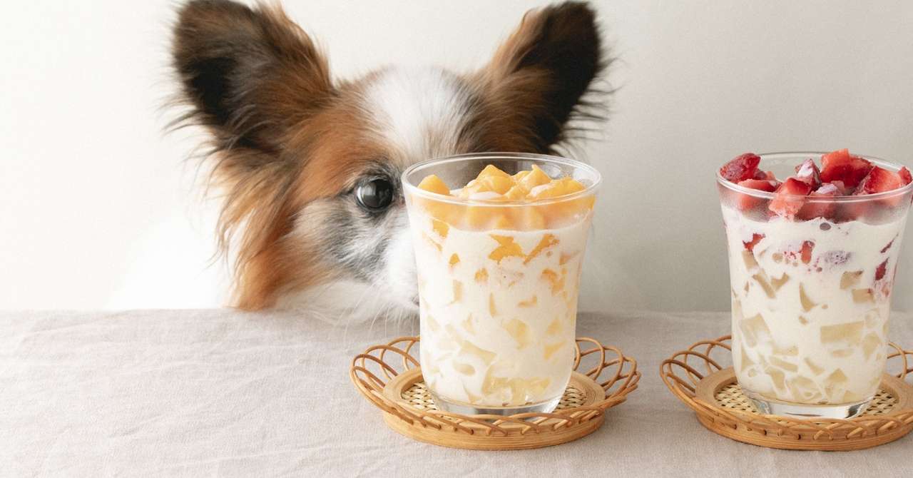 水ゼリーと冷凍フルーツのタピオカ風ドリンク 手作り犬おやつレシピ 犬ごはん先生いちかわあやこ Official Web Site