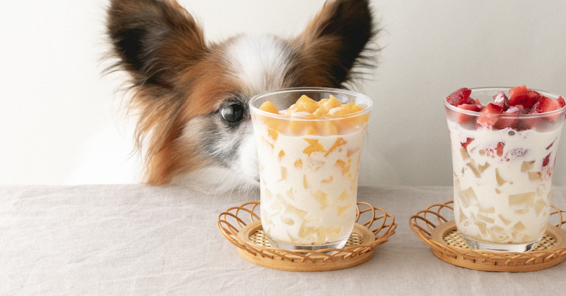 水ゼリーと冷凍フルーツのタピオカ風ドリンク 手作り犬おやつレシピ 単品購入 いちかわあやこ 犬ごはん先生 Note 水ゼリーと冷凍フルーツのタピオカ風ドリンク 手作り犬おやつレシピ 単品購入 いちかわあやこ 犬ごはん先生 Note
