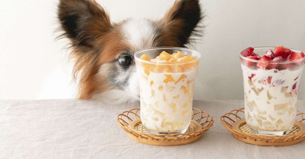 ゼリーと冷凍フルーツで 犬のタピオカ風豆乳ドリンク 手作り犬おやつレシピ 犬ごはん先生 いちかわあやこ オフィシャルブログ Powered By Ameba