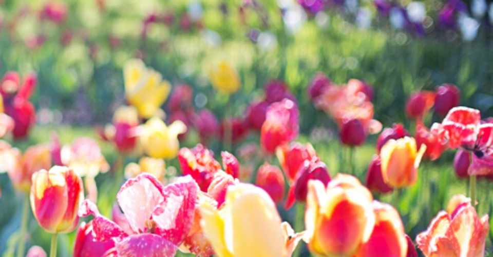 チューリップの花言葉 思いやり 美容室専門マインドコーチ Mai By G M Affection Note