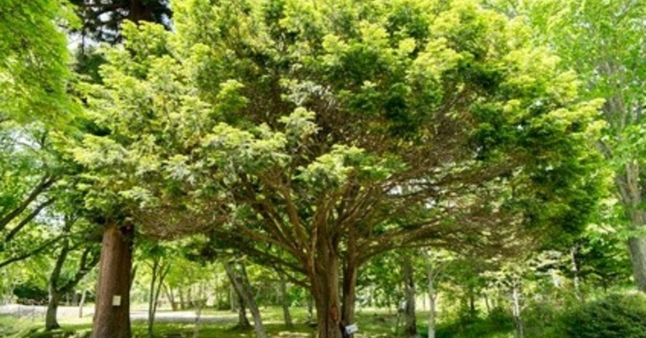 金運アップ 縁起のいい木 いちい 一位 開運 だきに Note 金運アップ 縁起のいい木 いちい 一位 開運 だきに Note