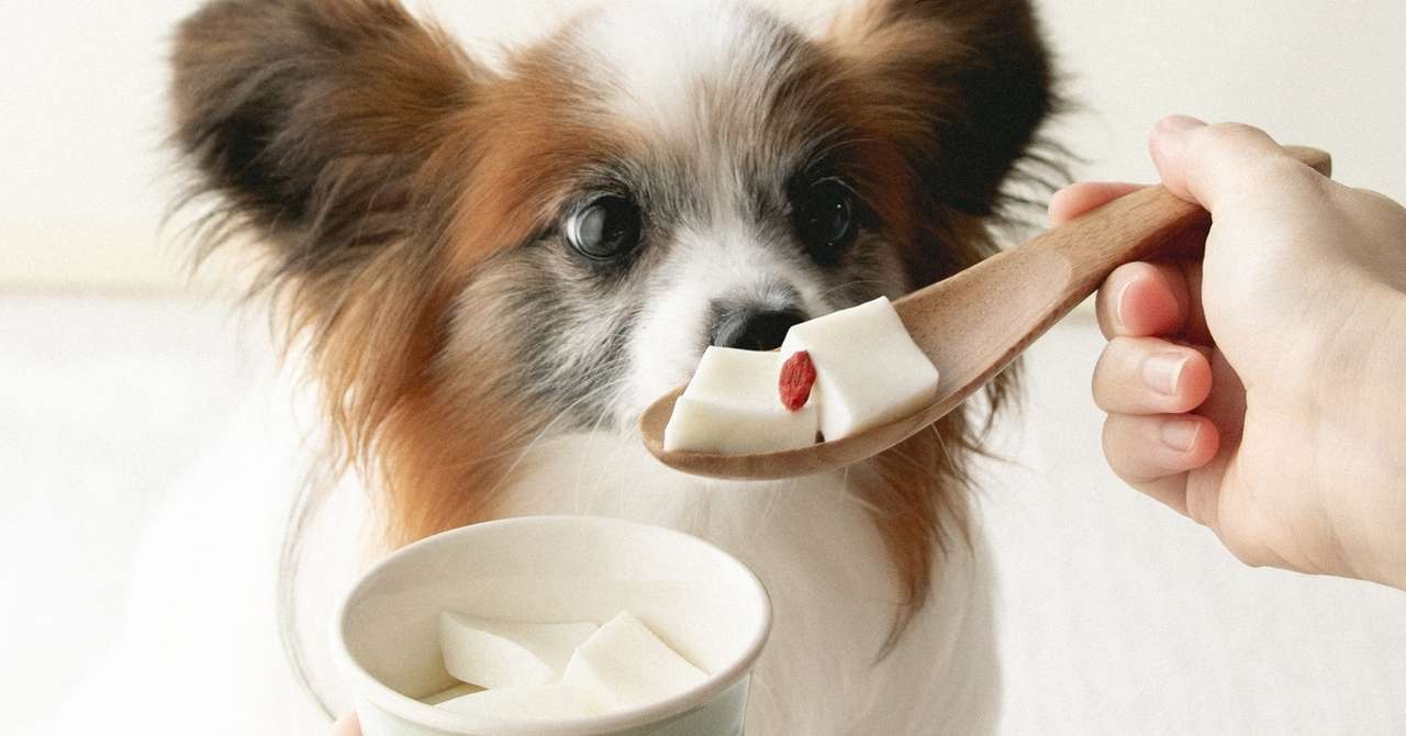 材料3つ 犬の杏仁豆腐風ヨーグルトゼリー 手作り犬おやつレシピ 犬ごはん先生いちかわあやこ Official Web Site 材料3つ 犬の杏仁豆腐風ヨーグルトゼリー 手作り犬おやつレシピ 犬ごはん先生いちかわあやこ Official Web Site