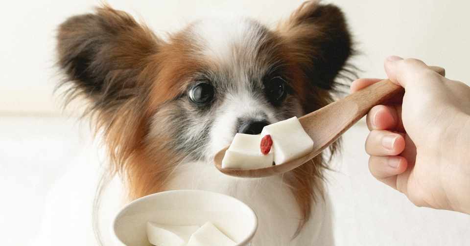 杏仁豆腐風ヨーグルトゼリー 手作り犬おやつレシピ 単品購入 いちかわあやこ 犬ごはん先生 Note