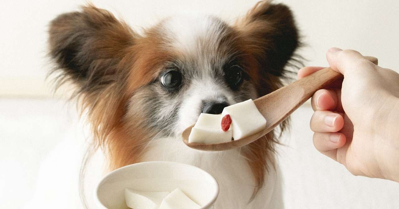 材料3つ 犬の杏仁豆腐風ヨーグルトゼリー 手作り犬おやつレシピ 犬ごはん先生いちかわあやこ Official Web Site