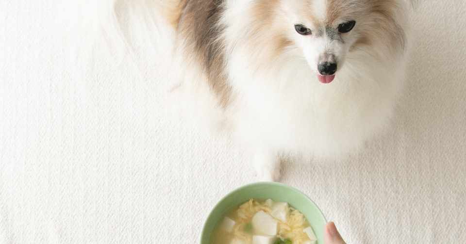 ふんわり卵と豆腐の中華風スープ 手作り犬おやつレシピ いちかわあやこ 犬ごはん先生 Note