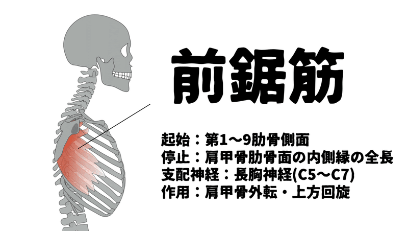 前鋸筋の機能解剖ー肩甲骨への関わりと長胸神経麻痺ー たくみロドリゲス 運動器理学療法士 Note 前鋸筋の機能解剖ー肩甲骨への関わりと長胸神経麻痺ー たくみロドリゲス 運動器理学療法士 Note