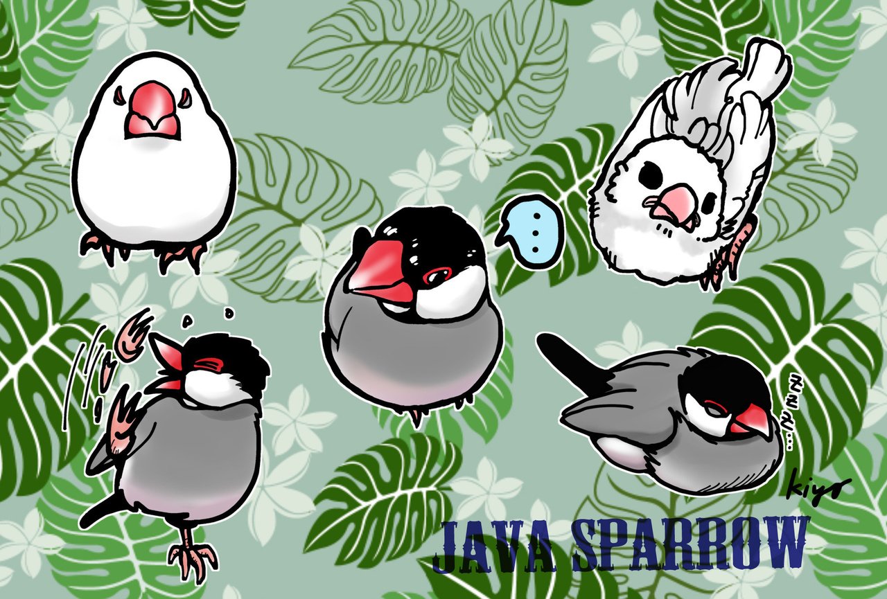 由来 文鳥 の