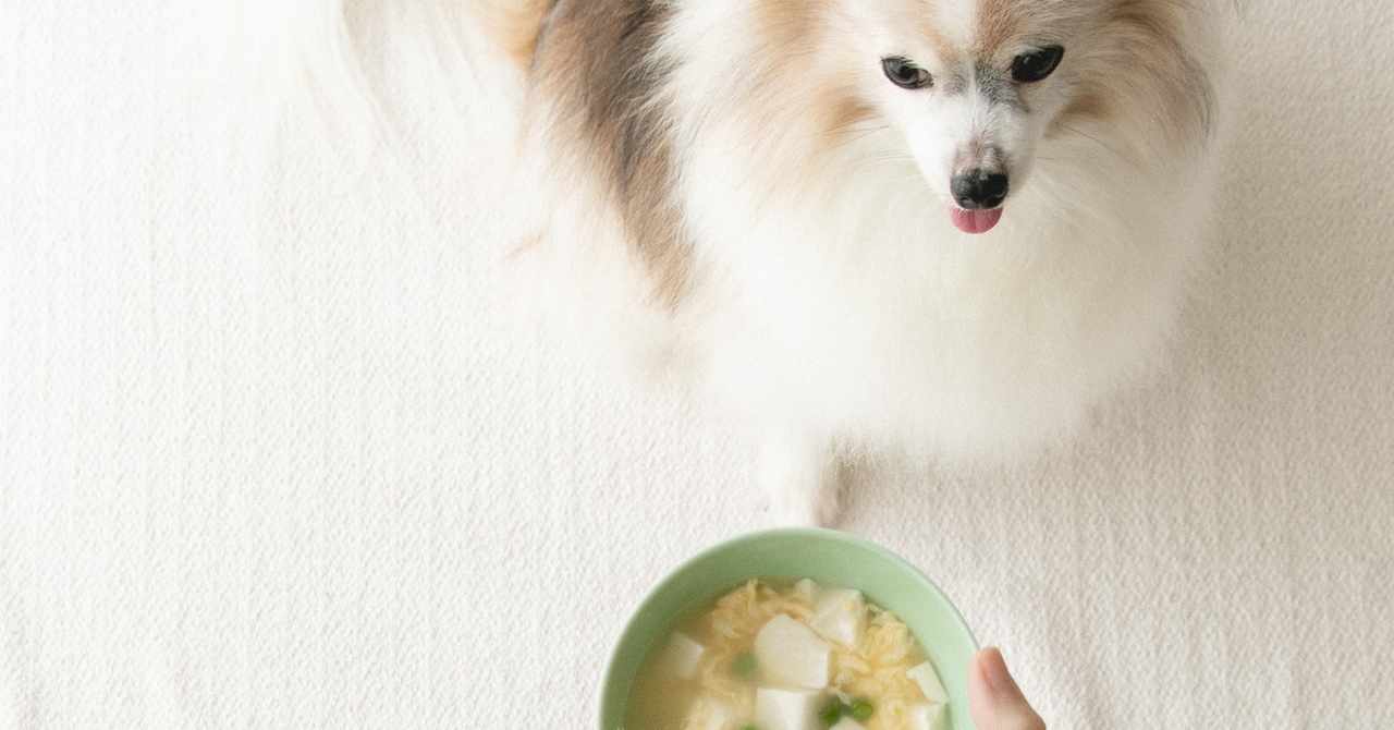 いちかわあやこ 犬ごはん先生 Note