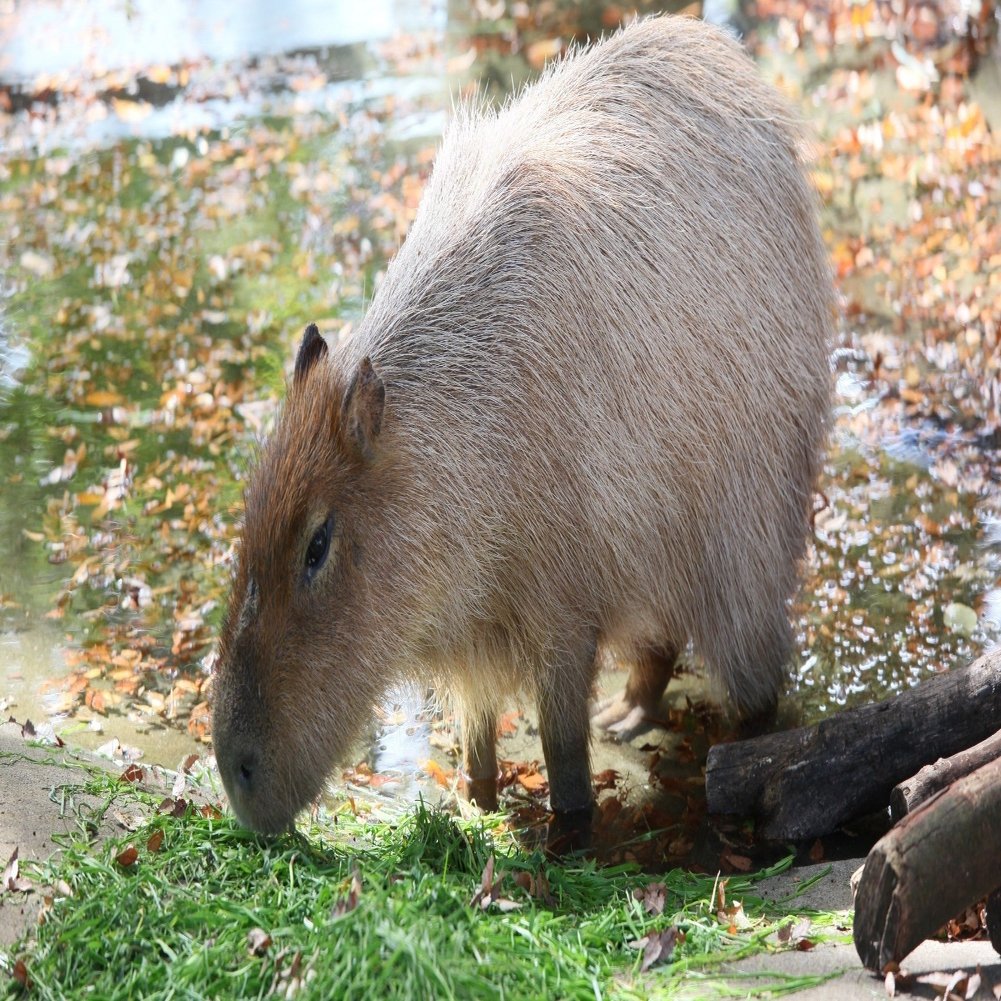 カピバラになりたい カピバラ家 Note