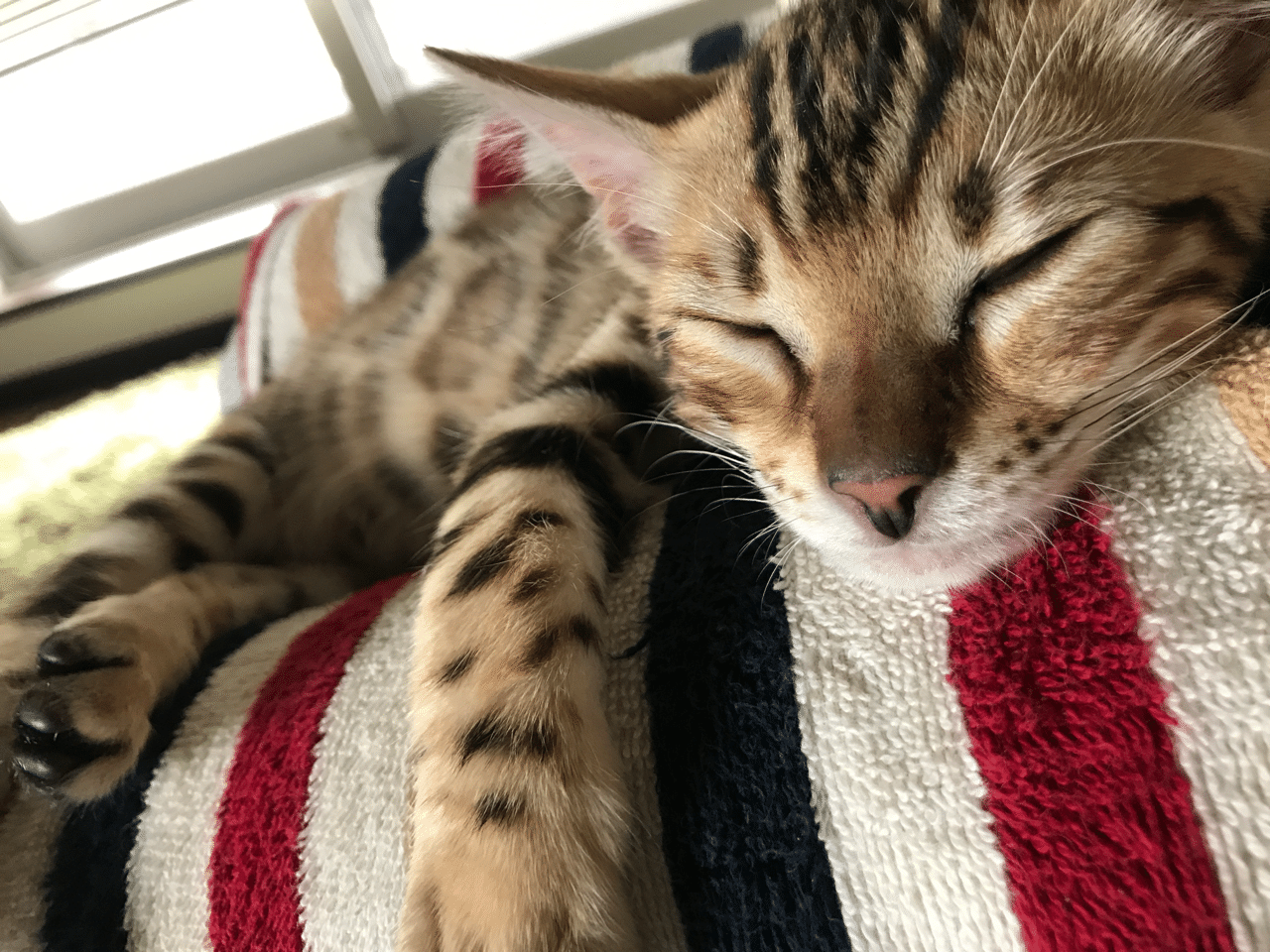 自己紹介 A Little Lennon Note