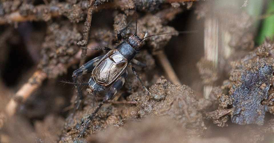 秋です コオロギを飼ってみませんか Xinchang Note