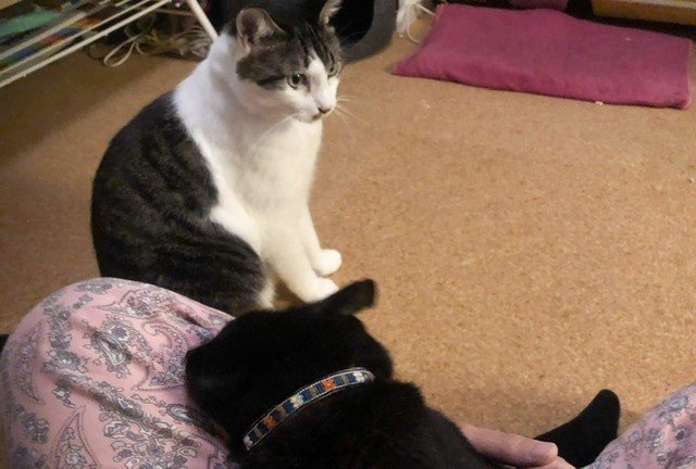 ぐぅという猫 あたる 横浜の写真屋さん Note ぐぅという猫 あたる 横浜の写真屋さん Note