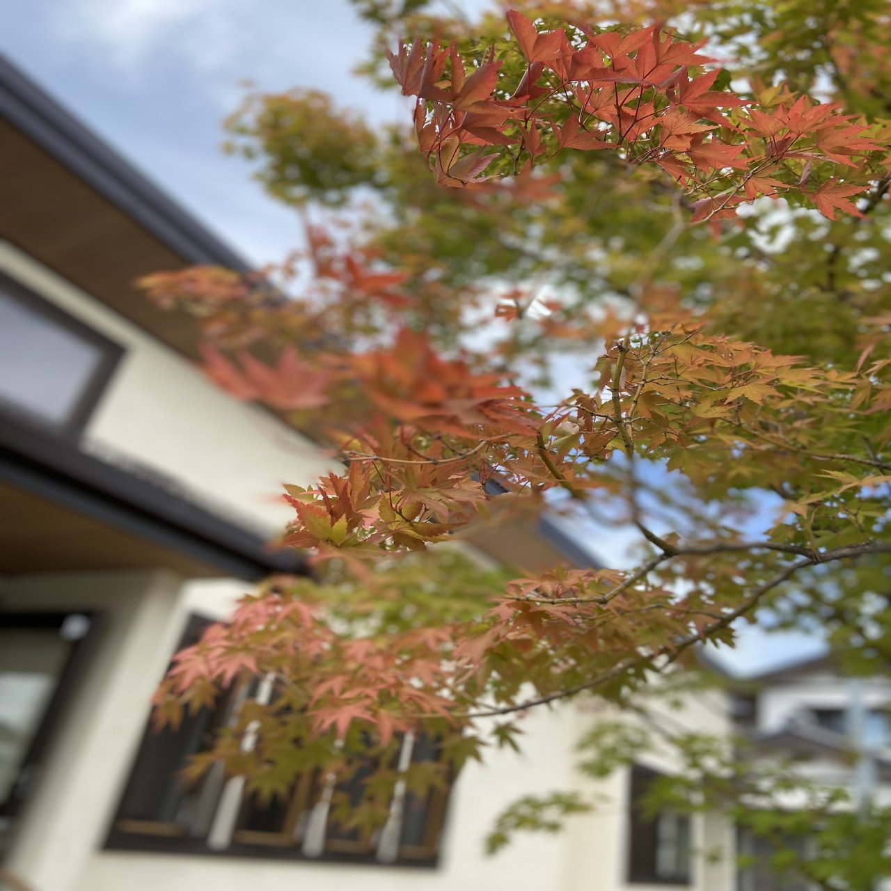 お店のシンボルツリーと お気に入りの庭の話 にします こうじやの嫁 Note