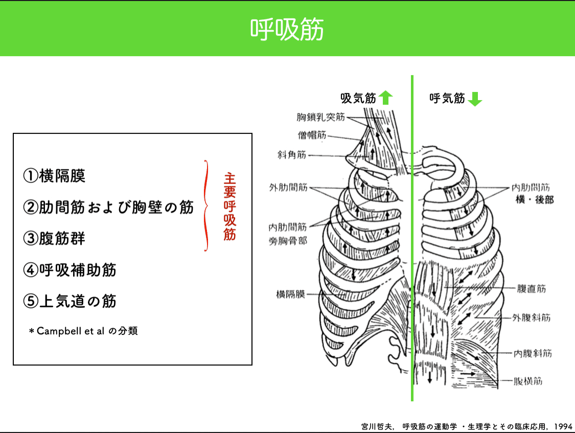 論文抄読 宮川哲夫 呼吸筋の運動学 生理学とその臨床応用 1994 ながつじ ともや Note 論文抄読 宮川哲夫 呼吸筋の運動学 生理学とその臨床応用 1994 ながつじ ともや Note