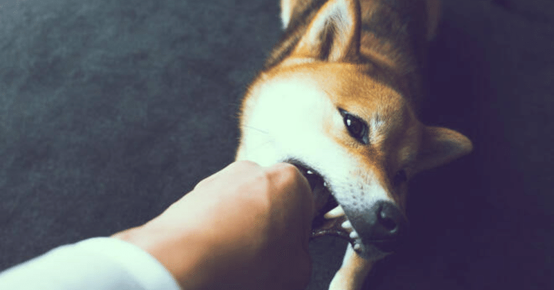 飼い犬に手を噛まれる事案発生-浮気バレそう編-