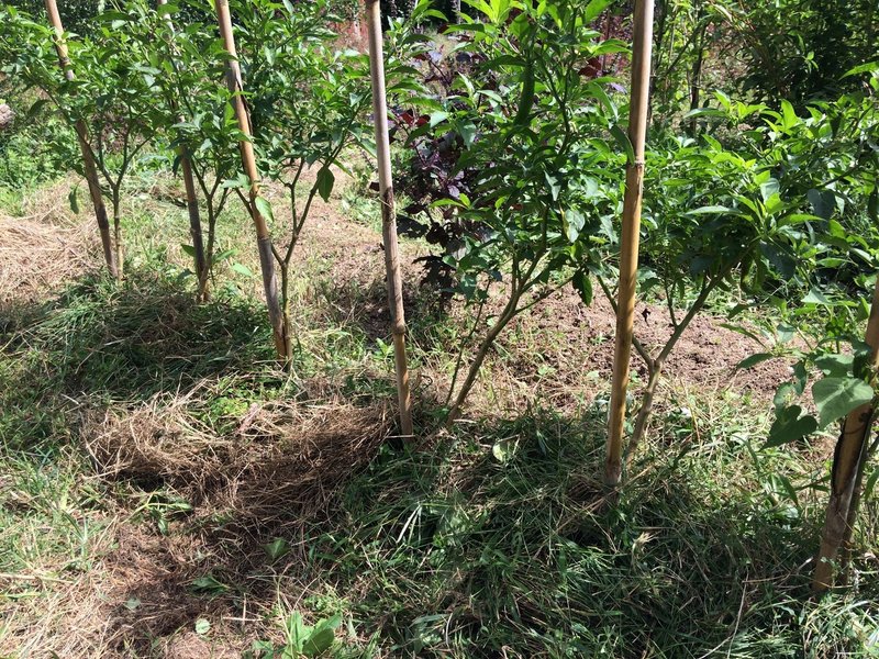 9 28 菜園5ヶ月と8日目 初めてのポポーと追加の種まき なな Note