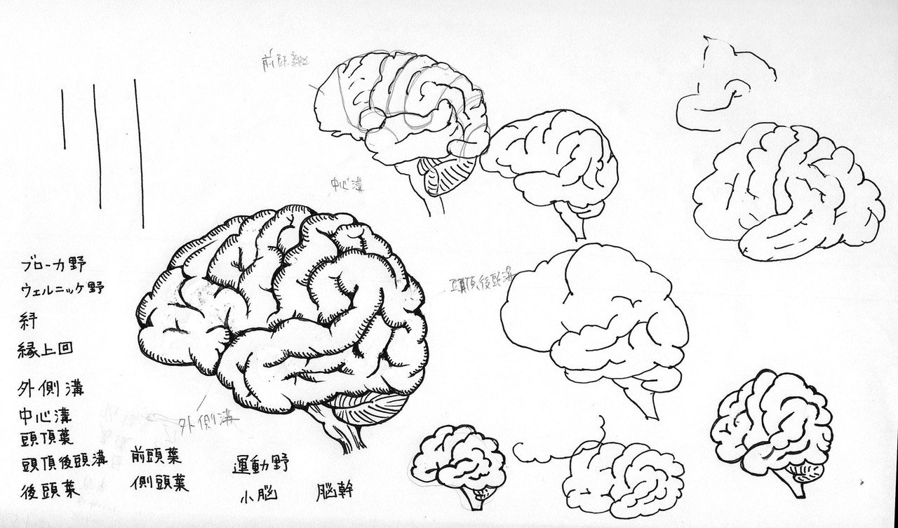 脳 大脳新皮質 イラスト描いてみた イラストレーター芦刈将 Note 脳 大脳新皮質 イラスト描いてみた イラストレーター芦刈将 Note